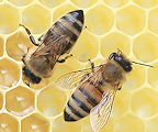 Oldham and District Beekeepers' Association Logo