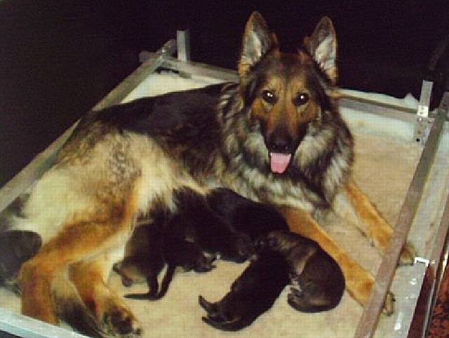 Happy family. Ruby and her puppies before the training process begins