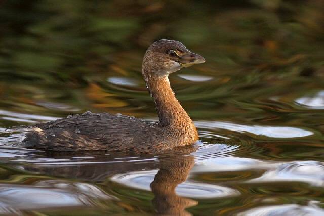 The Pied-billed Grebe at Hollingworth Lake