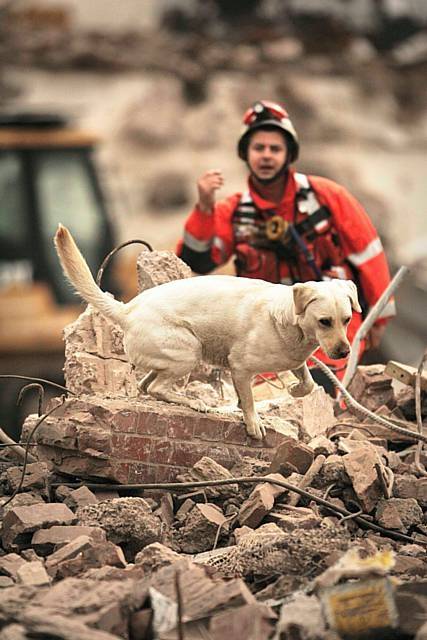 Echo, Search and Rescue dog