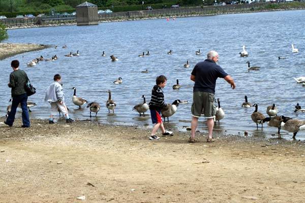 Families feeding the ducks at Hollingworth Lake