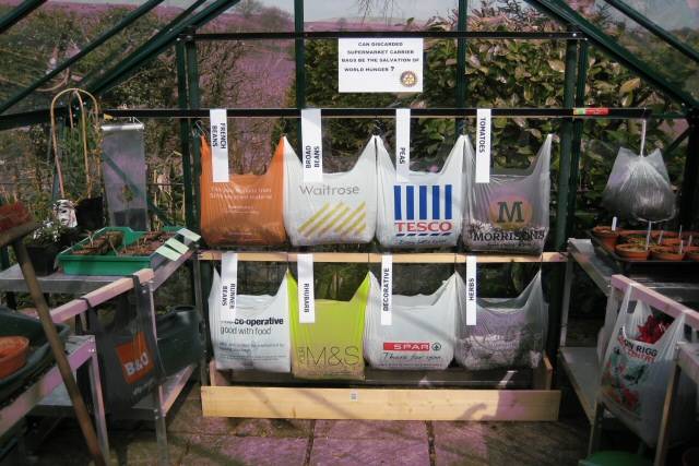 Supermarket carrier bags used as hanging containers for growing vegetables 
