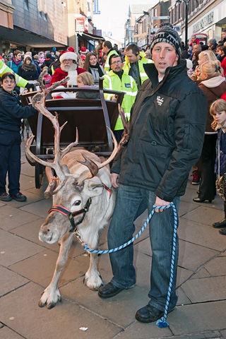 Reindeer parade