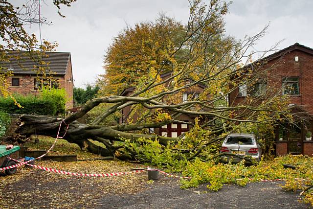 Storm fells tree in Littleborough 