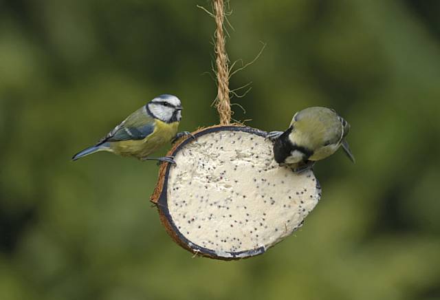 A Blue Tit and a Great Tit 