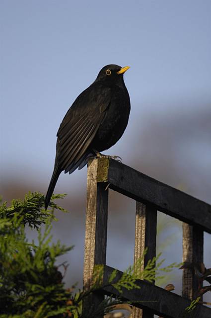 A male Blackbird perched on garden fence
