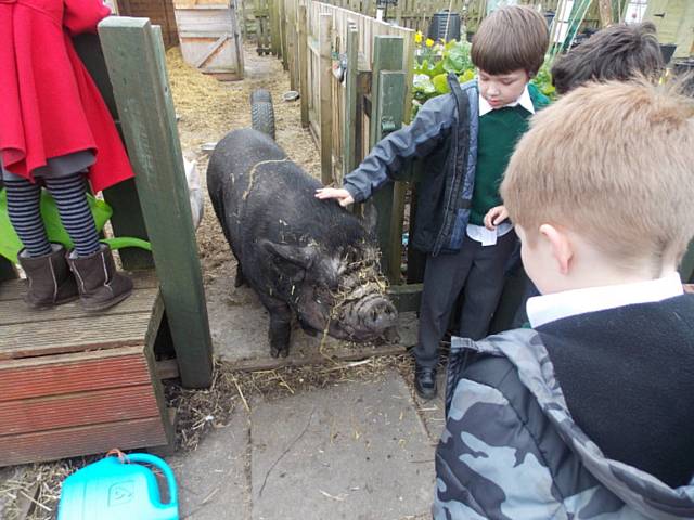 Brimrod Primary School visit a farmyard
