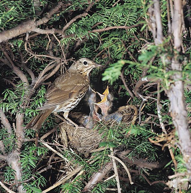 Song thrush on nest