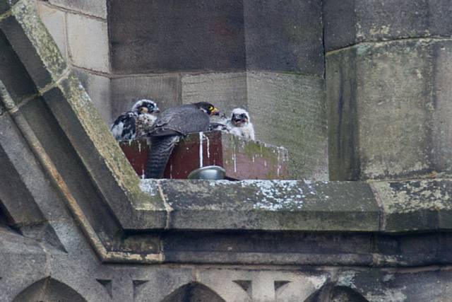 Four Peregrine Falcon chicks in a nest in Town Hall clock tower