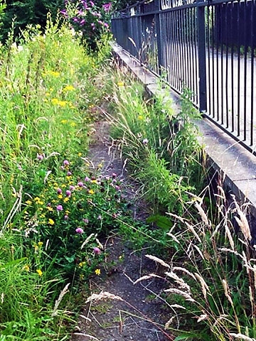 The footpath to the pond in Broadfield Park overgrown with nettles and thistles