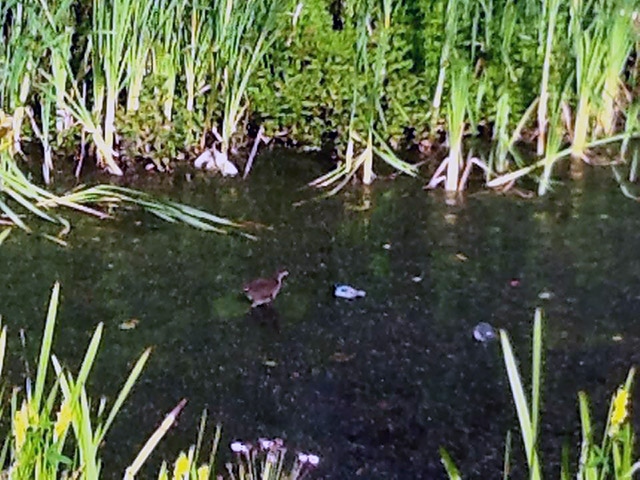Duckling thrashing its beak in the mud in search of water in  Broadfield Park pond