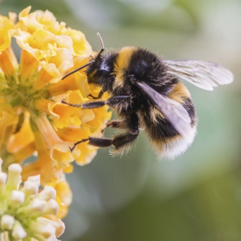 CLA in the North has given its backing to new Government plans for protecting the UK’s bee population