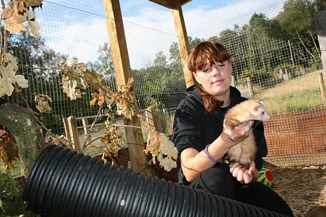 Hopwood Hall College animal care student Nicole Jackson with one of the ferrets in their new enclosure