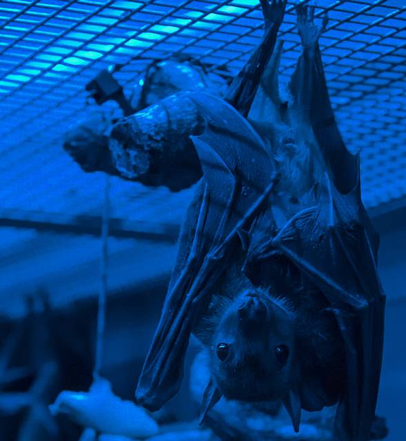 A mother fruit bat, in the College’s nocturnal room, protecting its baby 