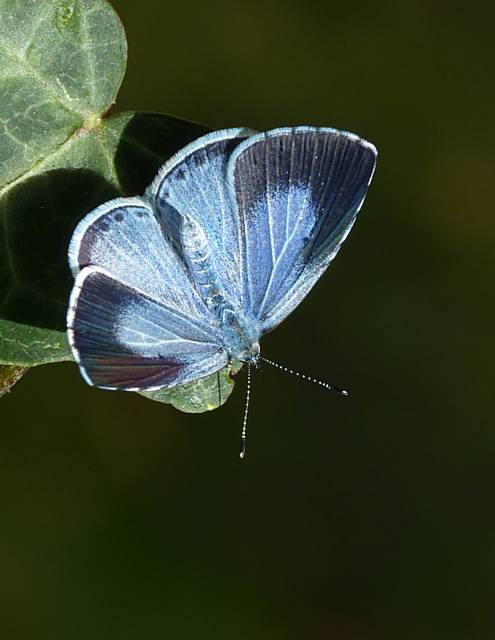 Holly Blue (c) Butterfly Conservation