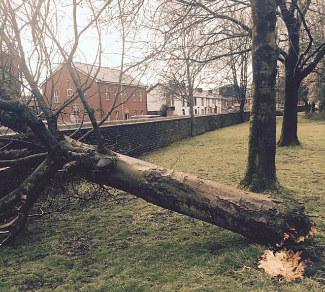 Tree damaged by the overnight storm near Broadfield Park