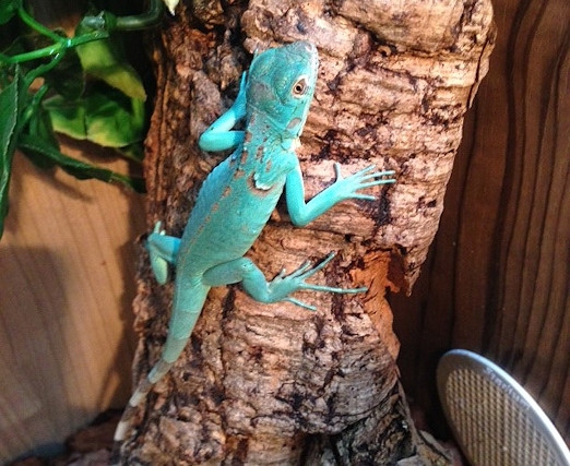 Blue Iguana stolen from Reptacular
