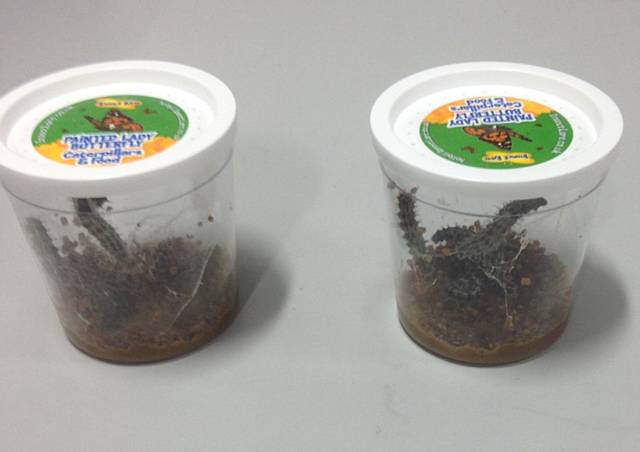 Caterpillars for Year 7s butterfly farm