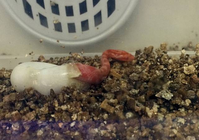 One of the corn snakes hatching