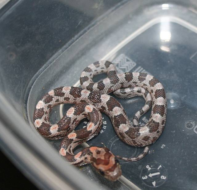 One of the baby corn snakes 
