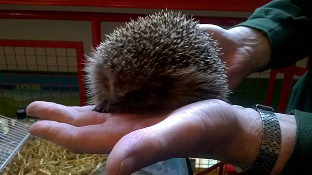 Hedgehog Rescue Rochdale at Hollingworth Lake Visitors Centre