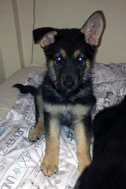 Stolen German Shepherd puppy