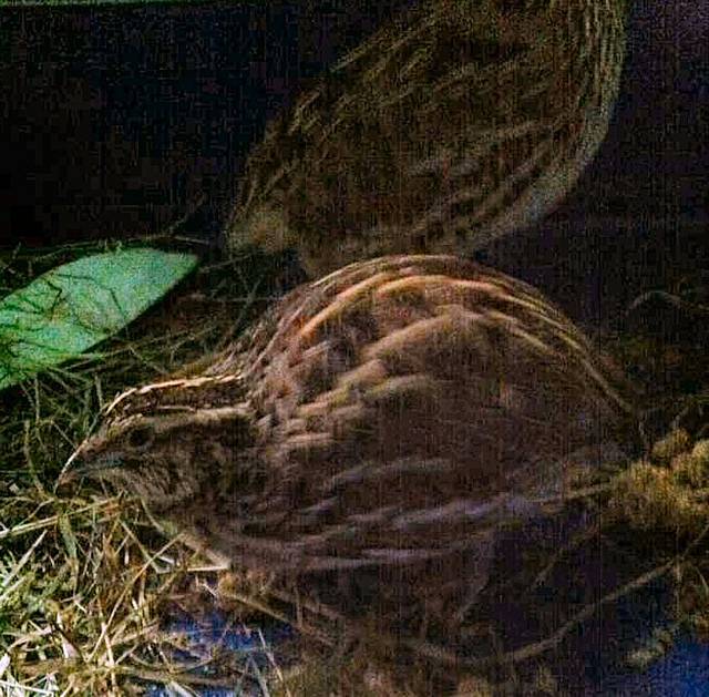 Japanese Quail at Birds of a Feather Animal Rescue Charity