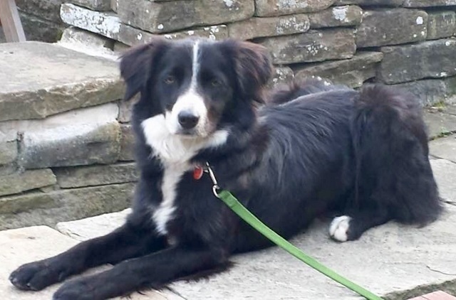 Molly a two-year-old Border Collie lost Sunday 5 November Manchester Road, Castleton