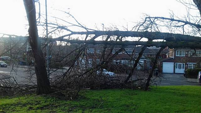 Tree down on Tower Street