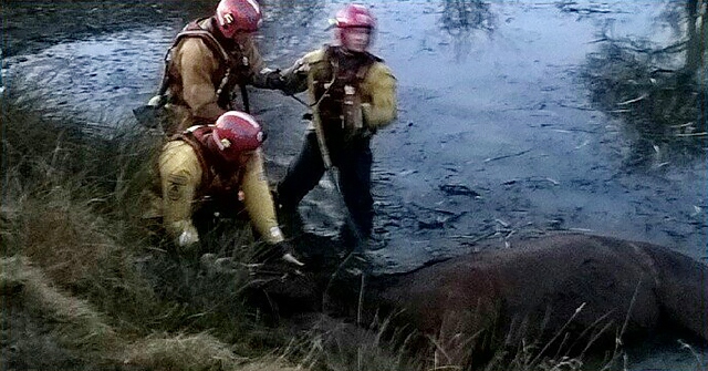 Heywood firefighters help to horse rescue