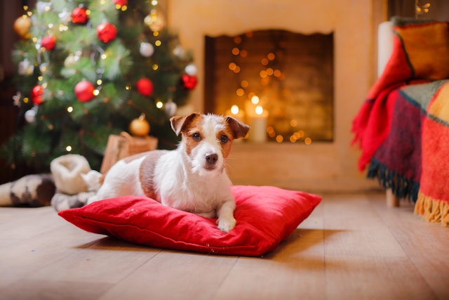 Look after your dog’s needs this festive season