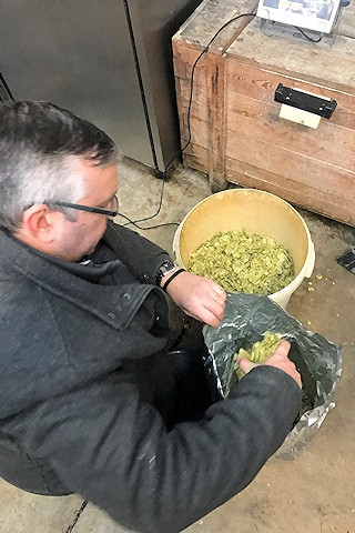 The beer - a blend of citra and cascade hops will give the 4.2% beer a light colour and a hoppy citrus flavour - being brewed