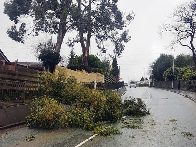Tree felled by Storm Doris blocking Edenfield Road