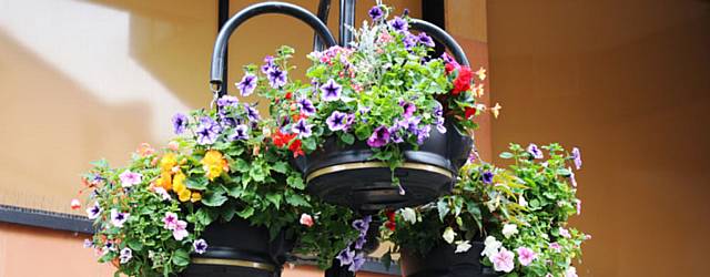 Blooming beautiful in Rochdale this summer with floral displays blossoming across the borough