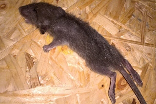 A rat found at the Harrisons' home