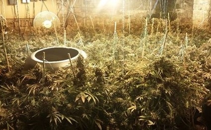 Cannabis farm in Newhey