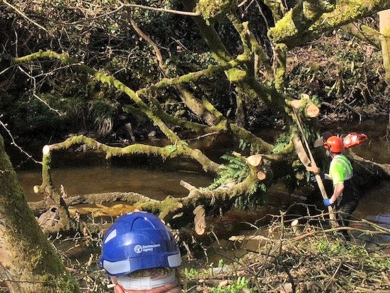 Over the last month, the Environment Agency team has removed trees from the River Roch, Buckley Brook, and Wardle Brook