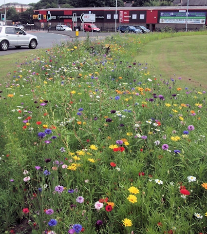 Wild flower meadows include Middleton bus station, Hopwood Park and Sudden junction