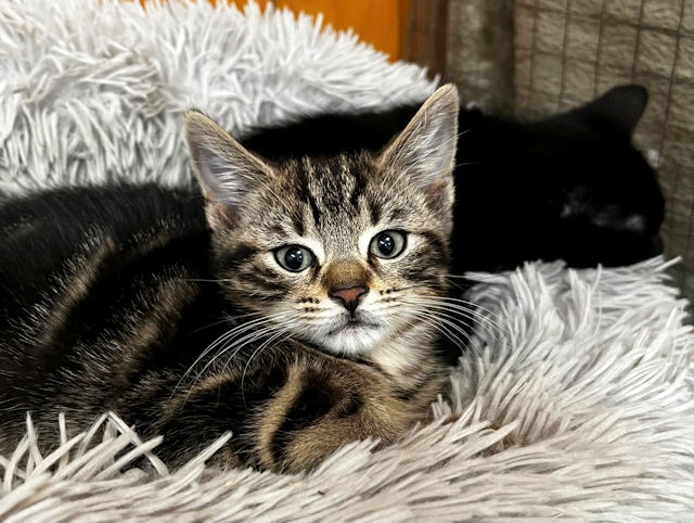PAWS, which is currently based in Todmorden and rehomes animals around the local area, including in the Rochdale borough, has been trying to relocate for nearly two years