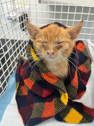 A young kitten was stuffed into a JD Sports bag, offered for sale to a member of the public on the street and then dumped in a bush in Manchester
