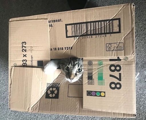 The RSPCA rescued a cat that was cruelly abandoned in a chip box