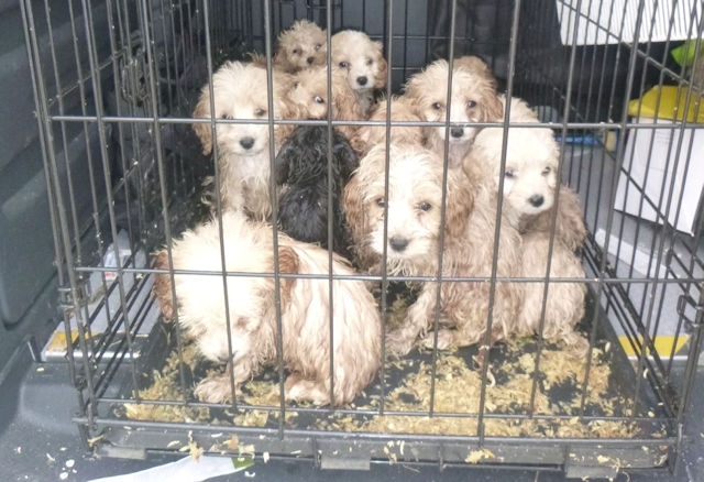 A staggering 20 puppies have been found abandoned in a crate at a rest area in Essex