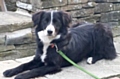 Molly a two-year-old Border Collie lost Sunday 5 November Manchester Road, Castleton