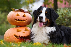 Bleakholt Animal Sancturary is just one of the places holding a halloween family fun day