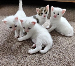 Three-week-old kittens at Bluebell Rescue and Rehoming