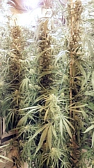 164 cannabis plants were found earlier this week