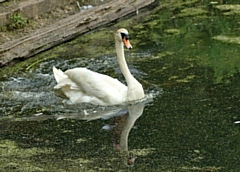 The swan has been returned to Queen's Park