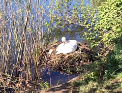 The swan's nest before being vandalised