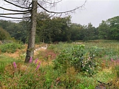 The lodge was heavily overgrown and required extensive desilting and bank renovation