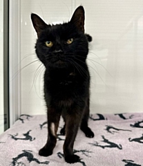 Morticia was found to have an overactive thyroid after coming to the RSPCA